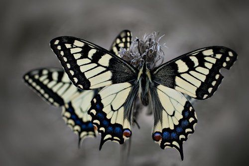 butterflies