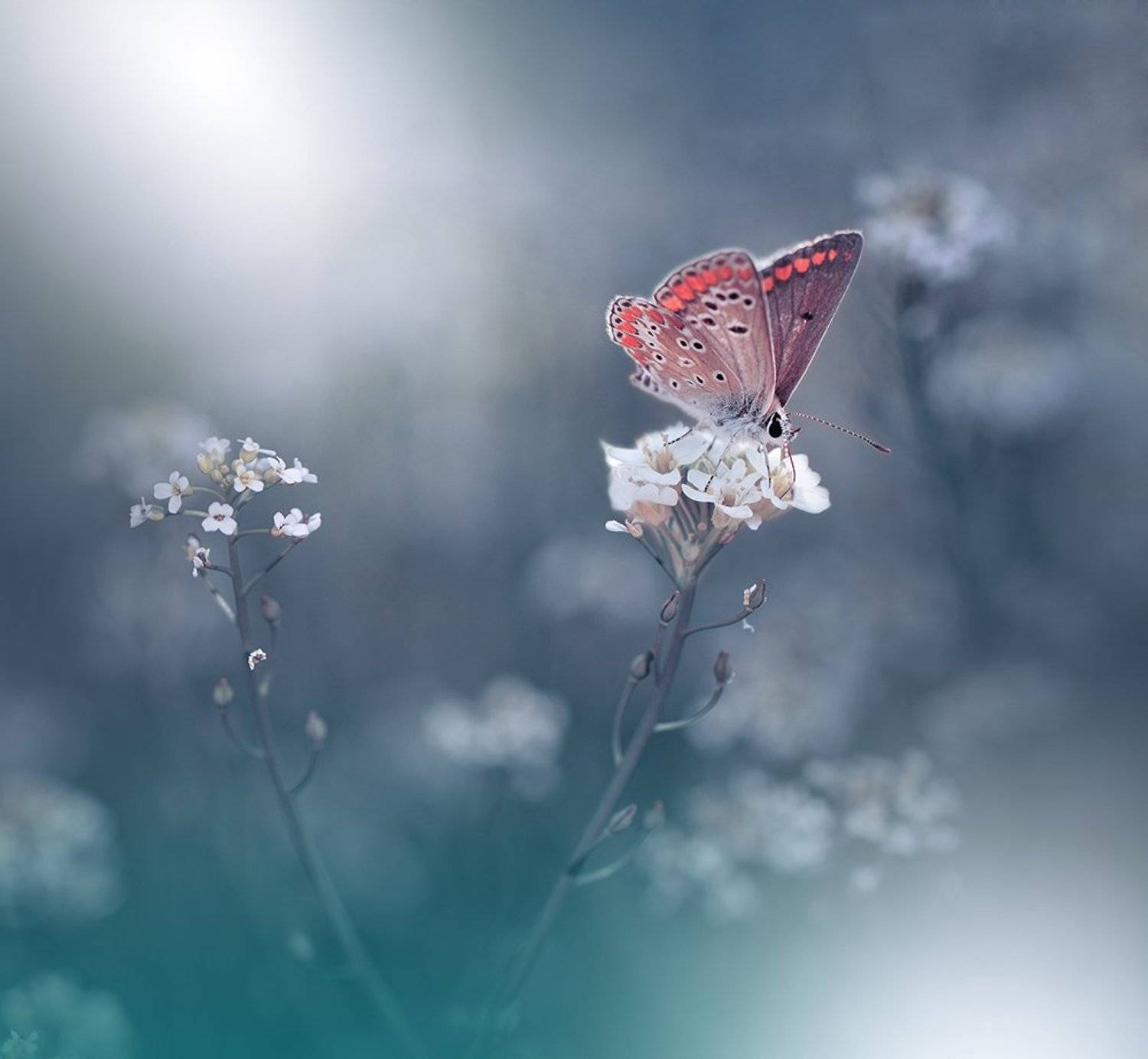 Butterfly, Close-up, Fine art, Light, Macro, Nature, Nikon, Juliana Nan