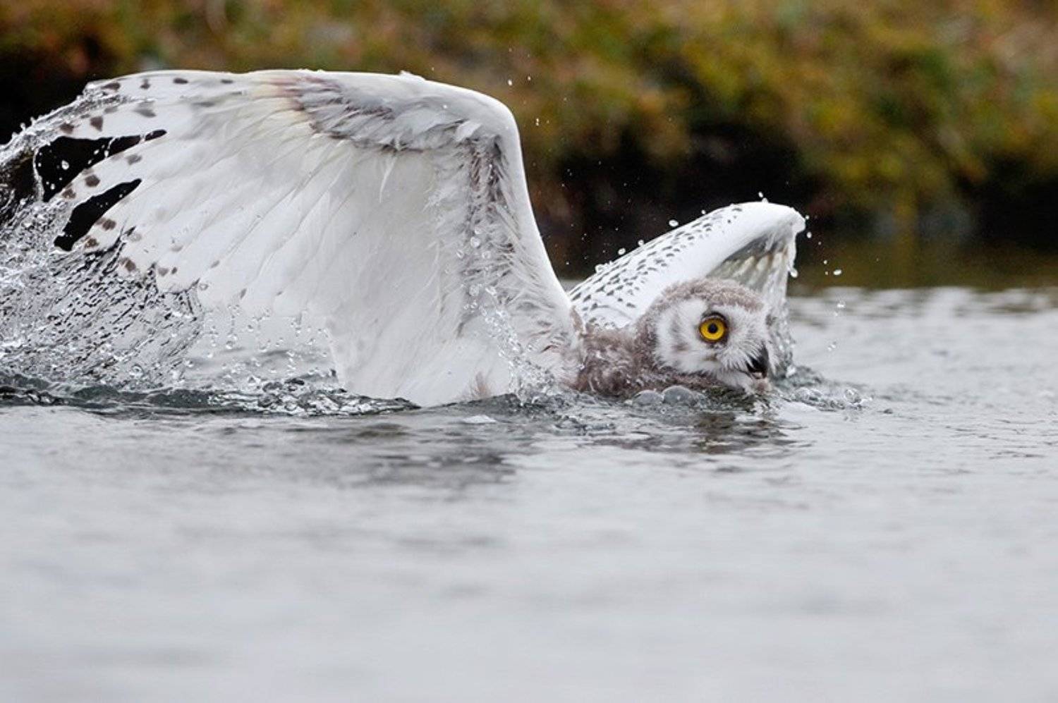 , Сергей Горшков