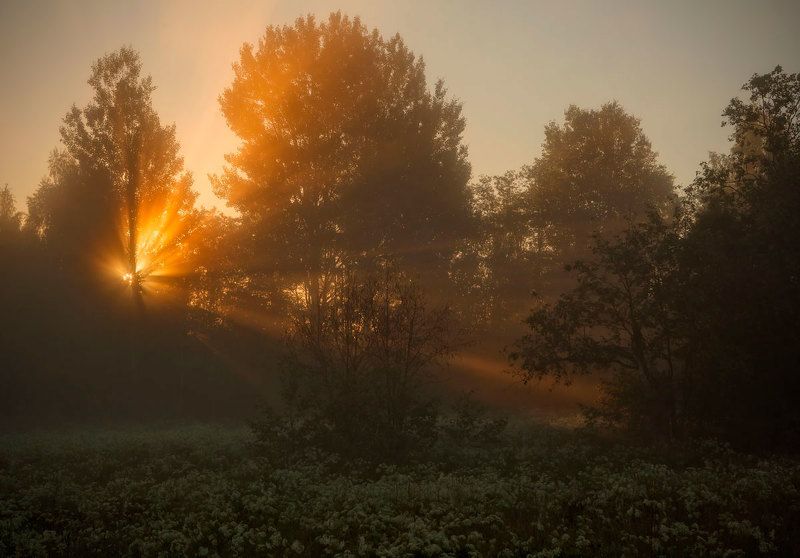 юное утро июня... фото превью