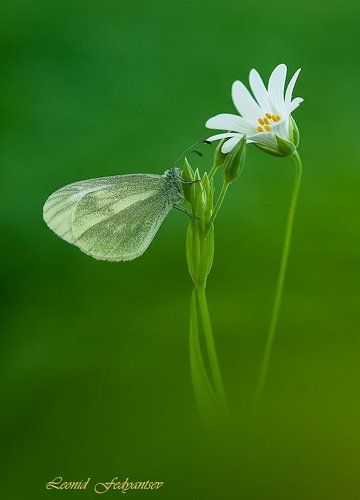 Весенний лесной этюд