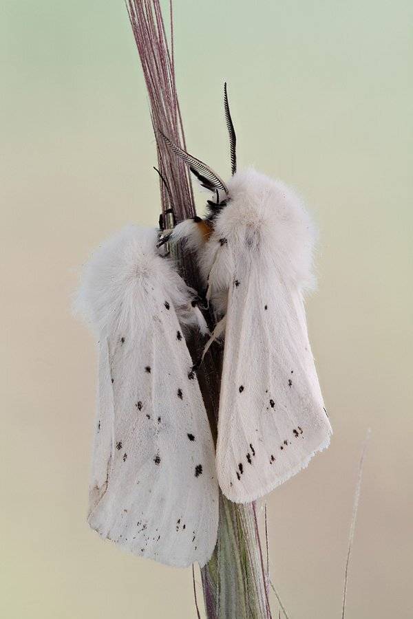 , Сергей Таланов