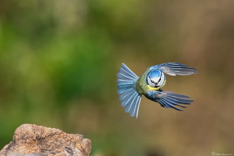 Blue Tit фото превью