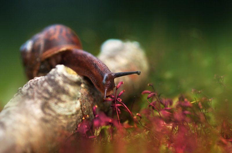 Про улитку фото превью