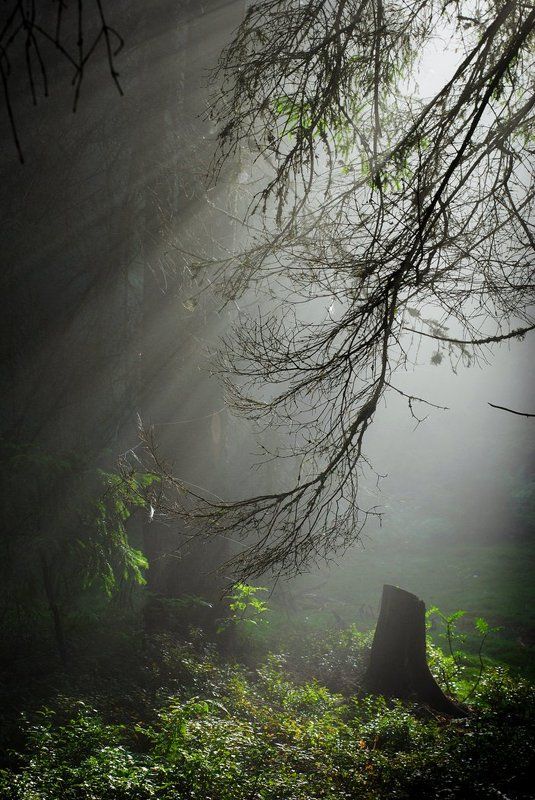 Sunny beams фото превью