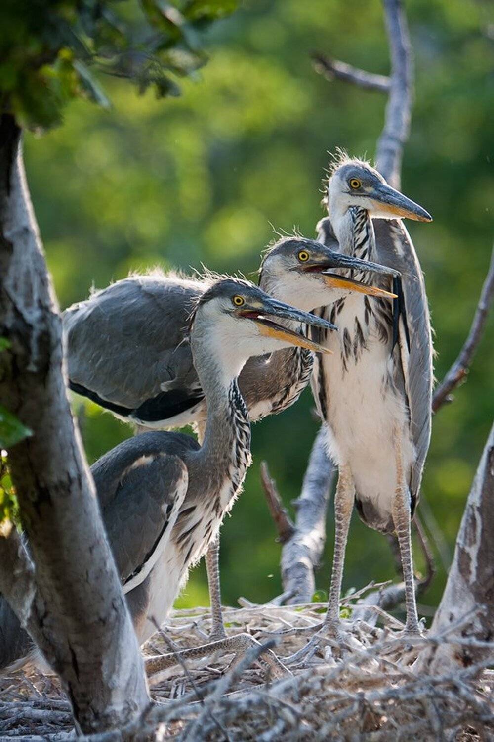 , Юрий Сорокин