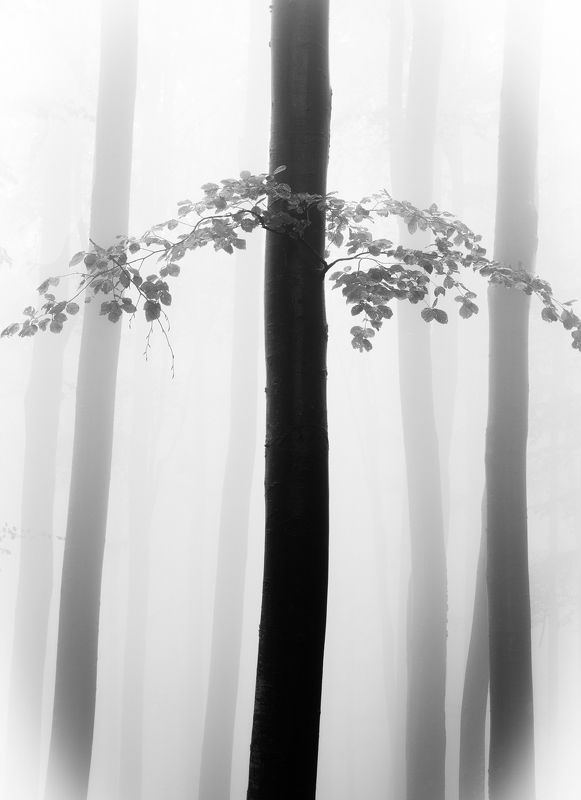 The arrow фото превью