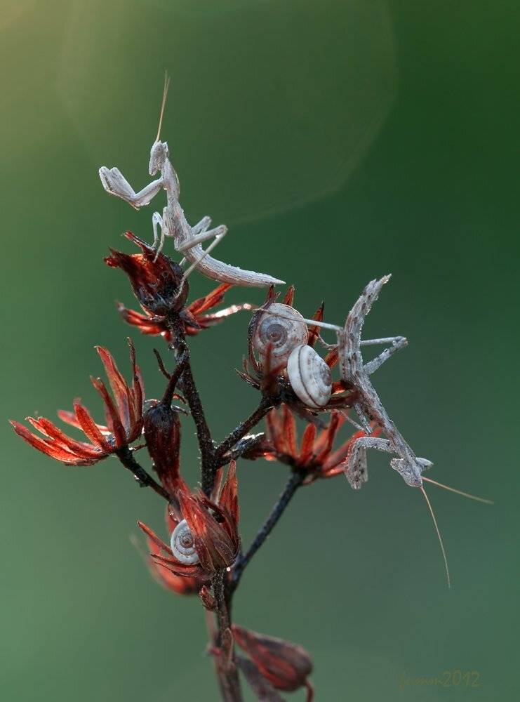 , Игорь ФУММ