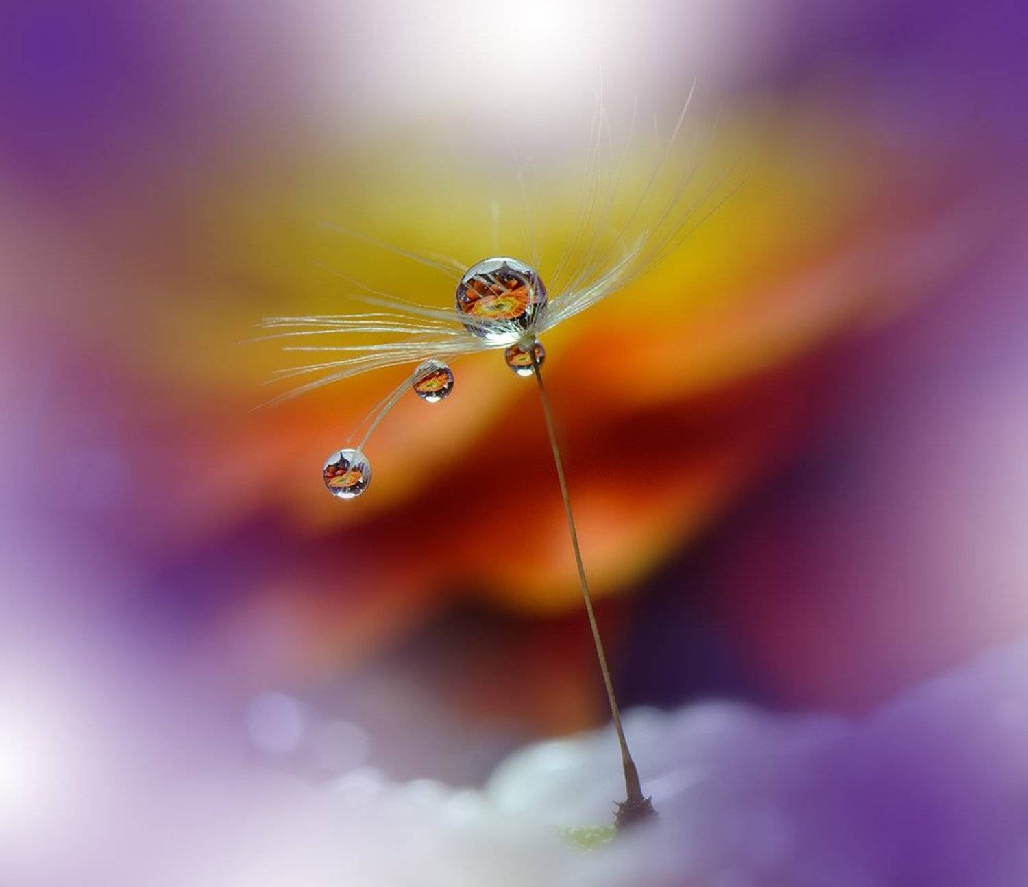 Close-up, Dandelion, Drop, Macro, Reflection, Juliana Nan