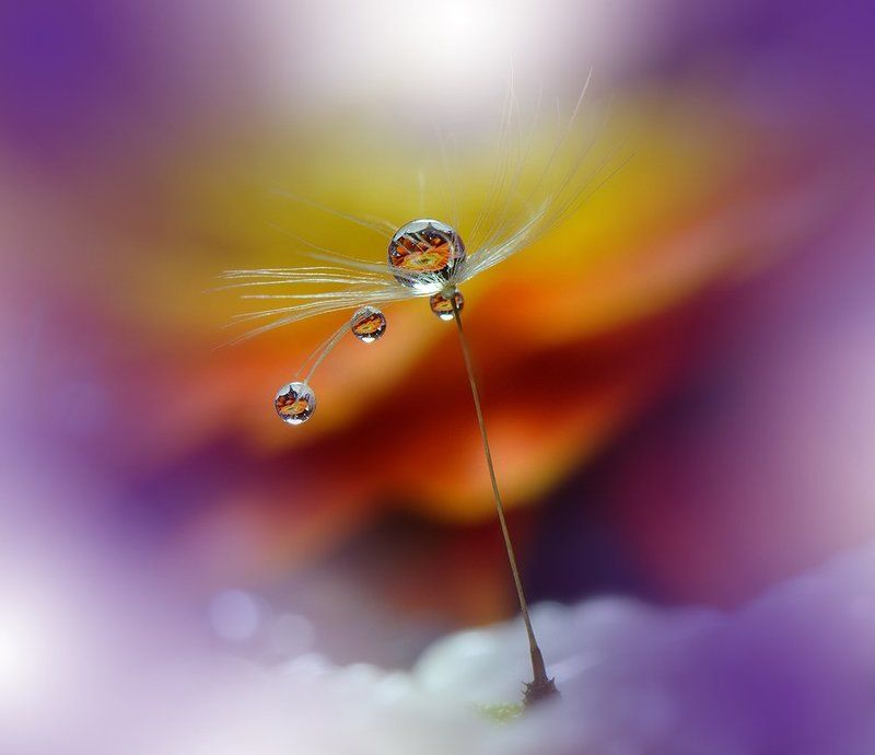 Close-up, Dandelion, Drop, Macro, Reflection ``o``o``o`` фото превью