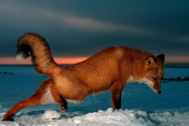 Проснулась фото превью