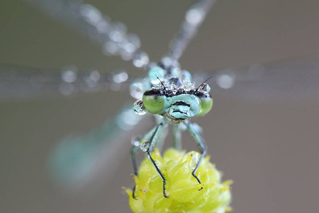 , Сергей Таланов