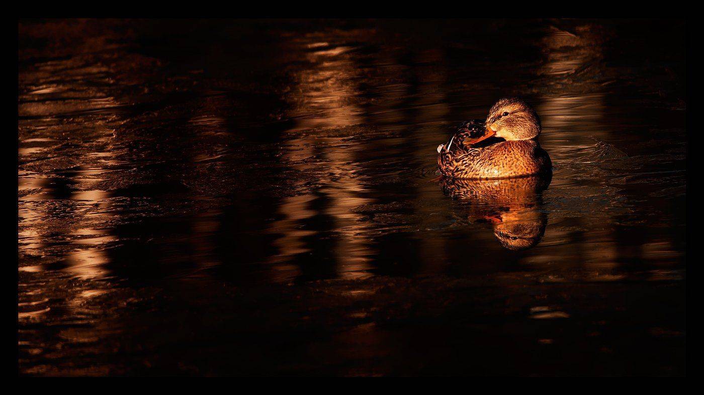 , Валерий Субачев