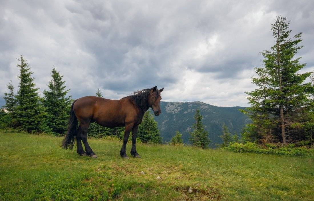 , Ярослав Тюрменко (Jaremi)