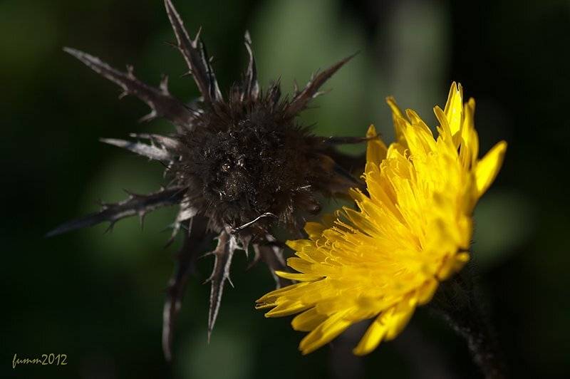 , Игорь ФУММ