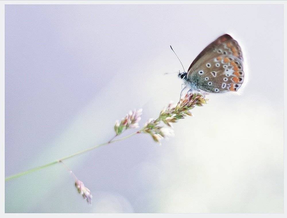 , Krzysztof Trojanowski