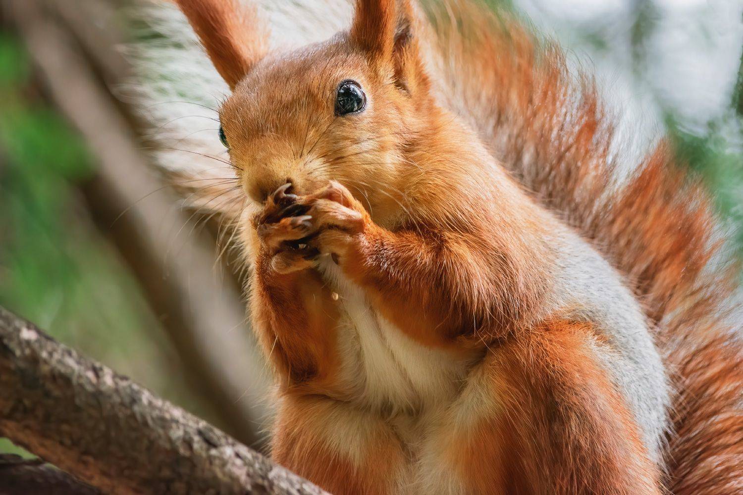 животные, белка, лес, природа,, Алиева Татьяна