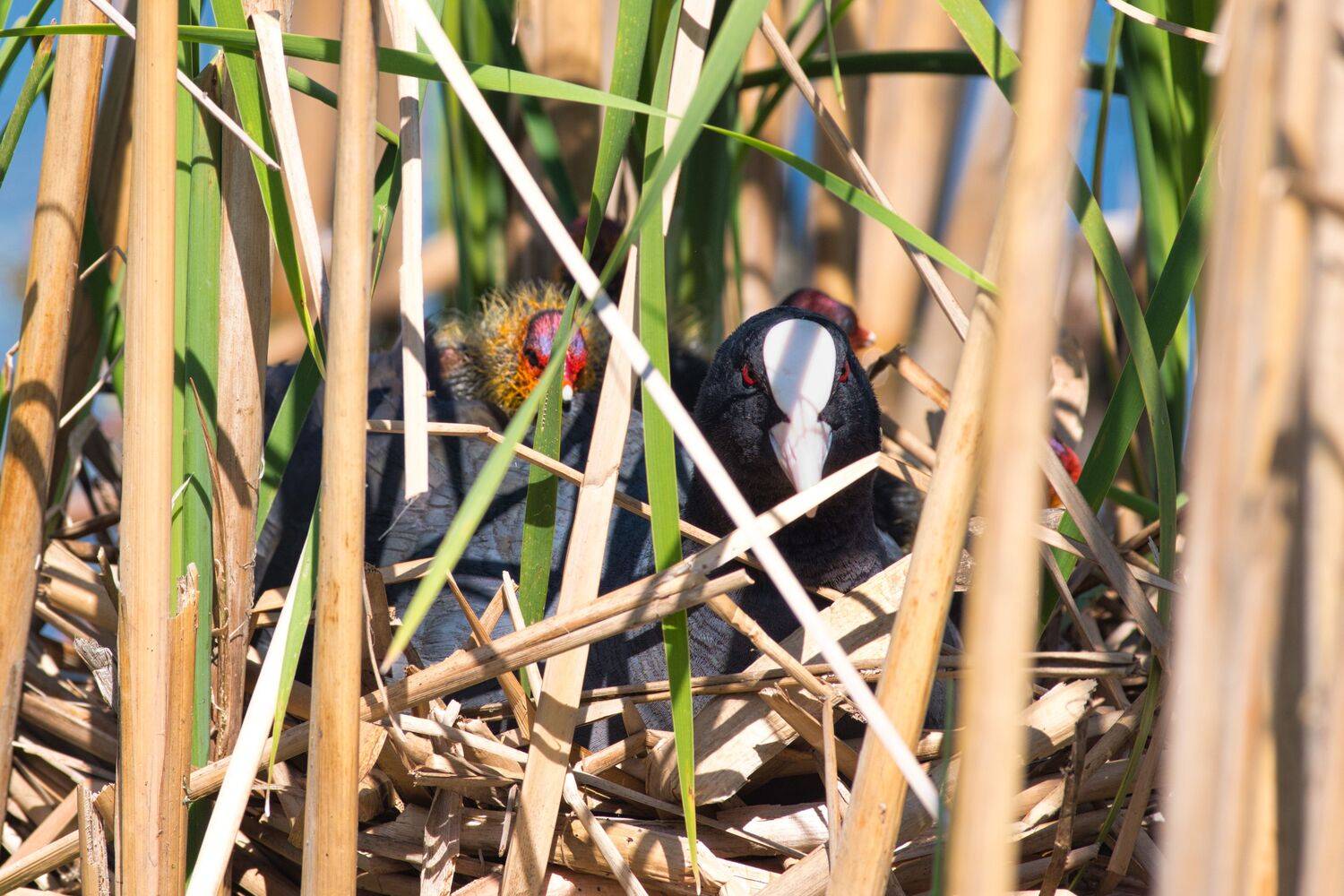, Большаков Алексей