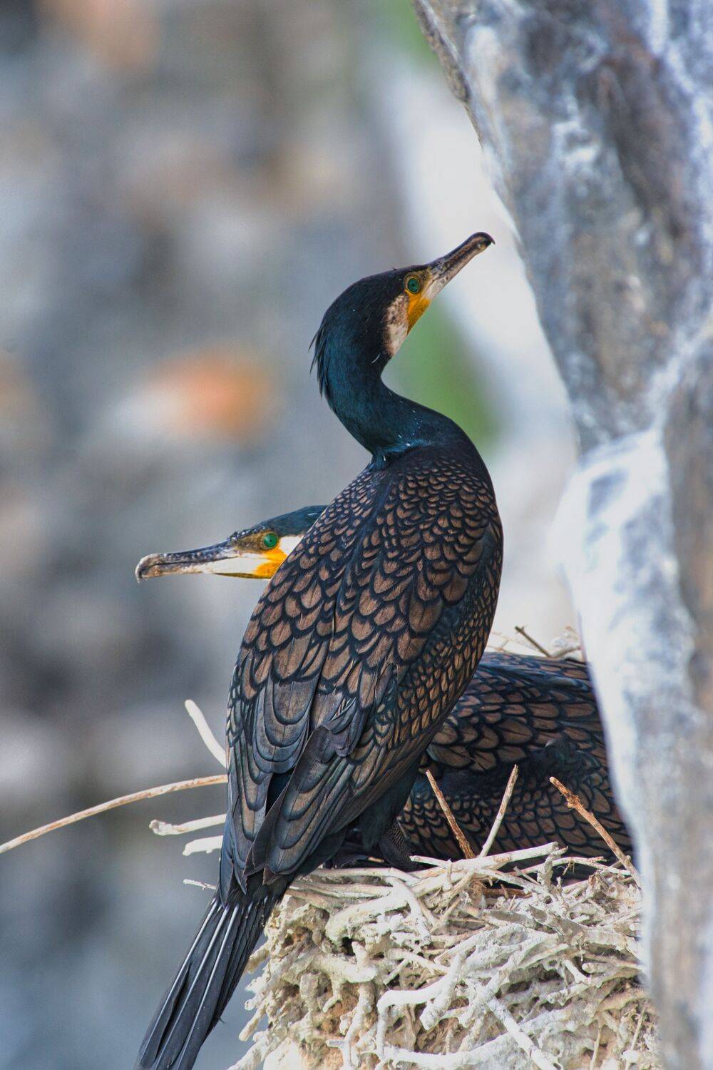 , Большаков Алексей