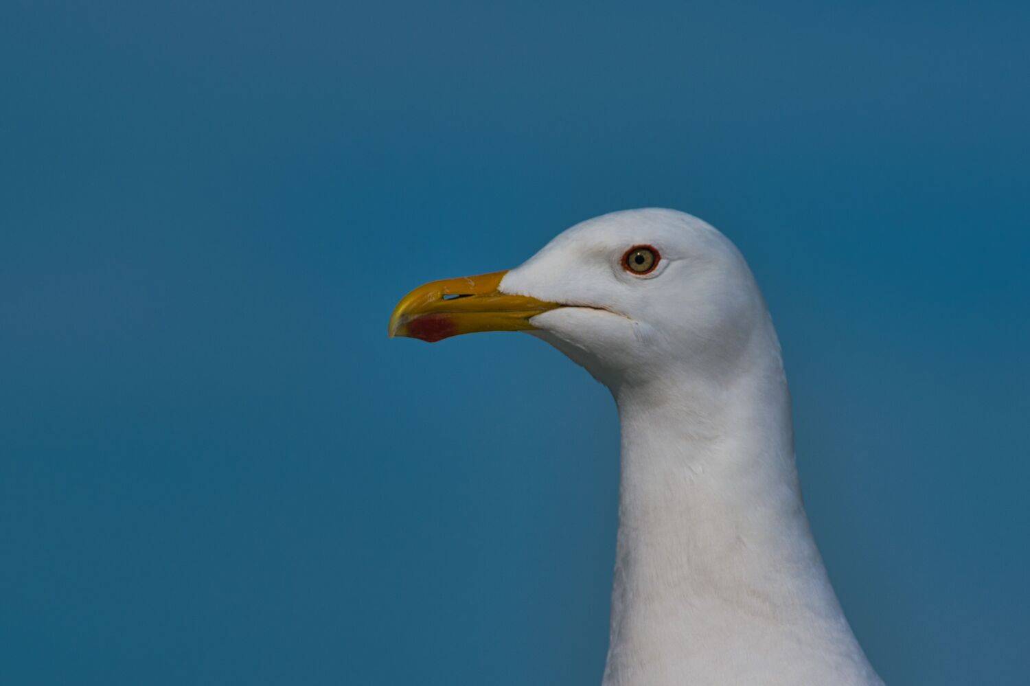 , Большаков Алексей