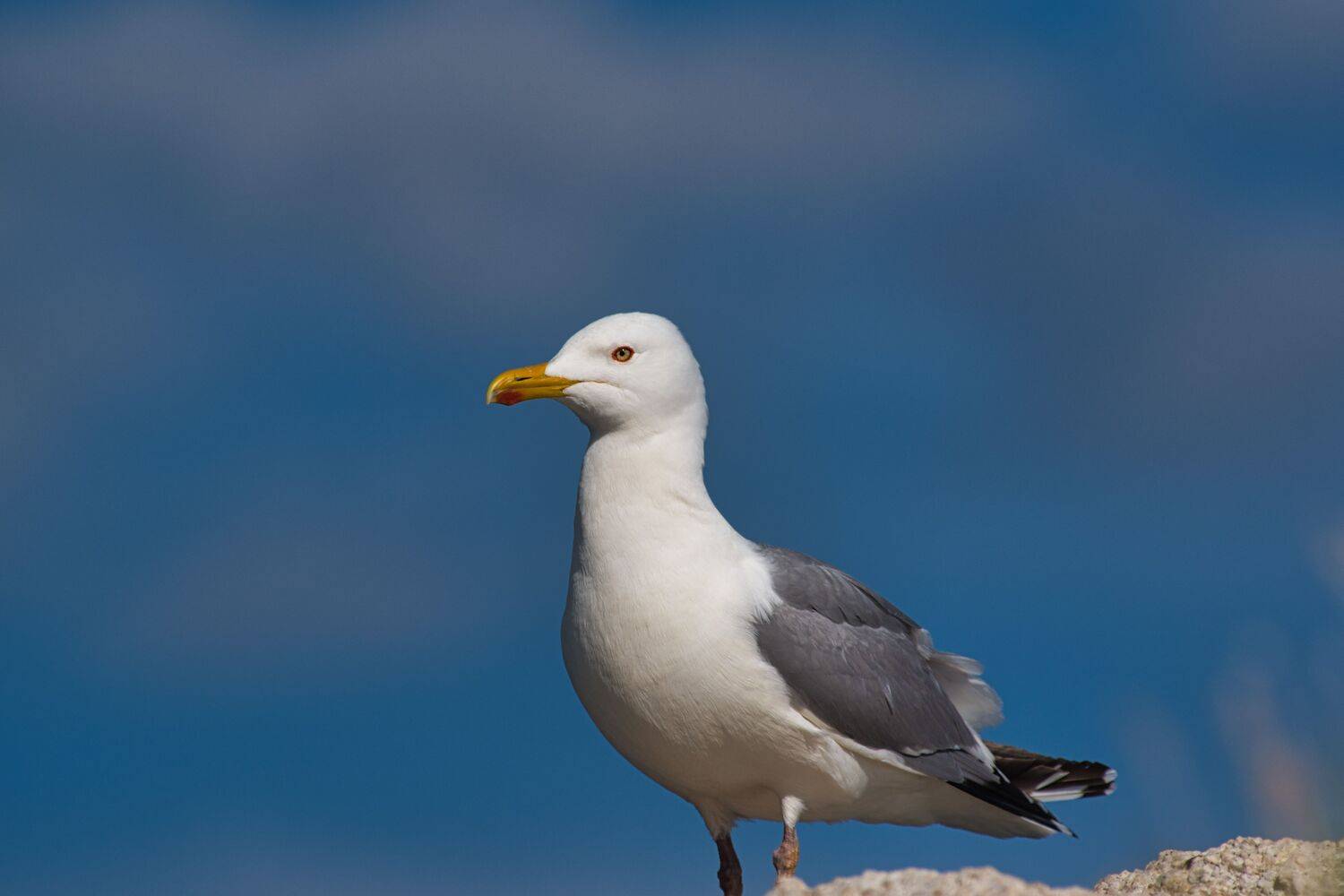 , Большаков Алексей