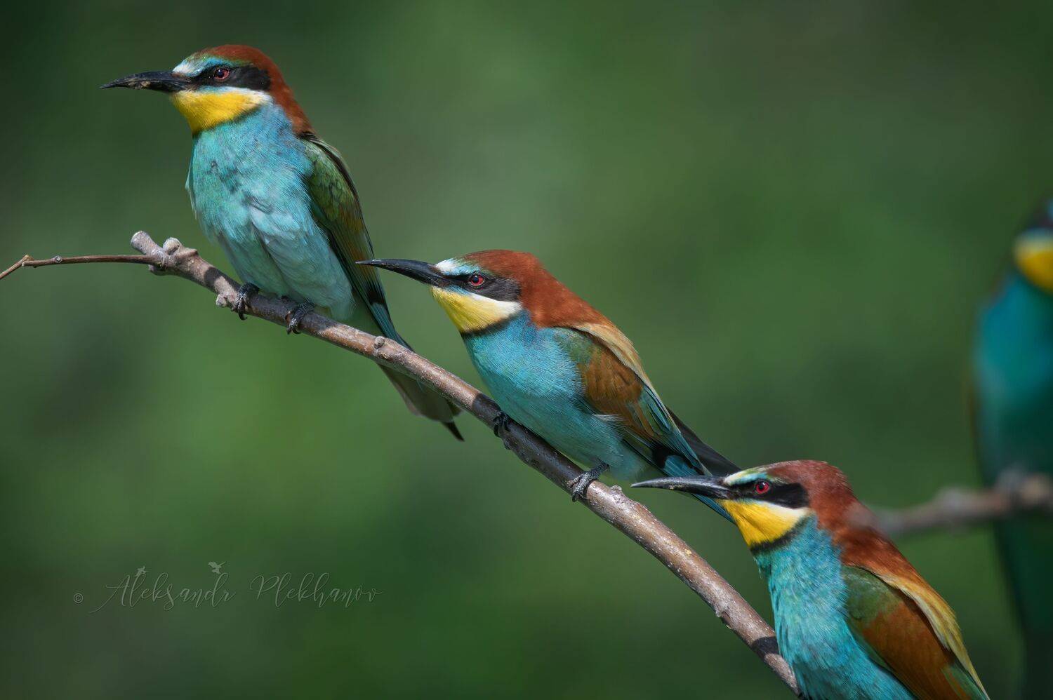 wildlife, Александр Плеханов