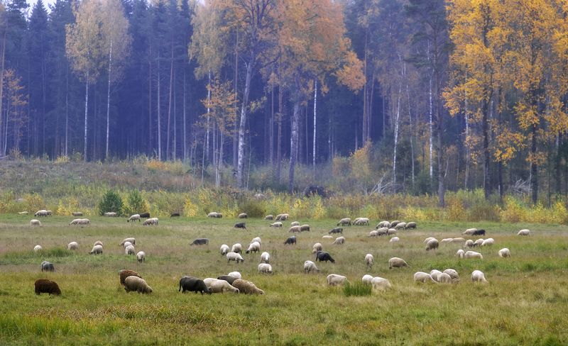 *** фото превью