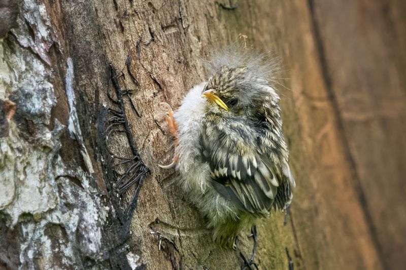 Пищухи фото превью