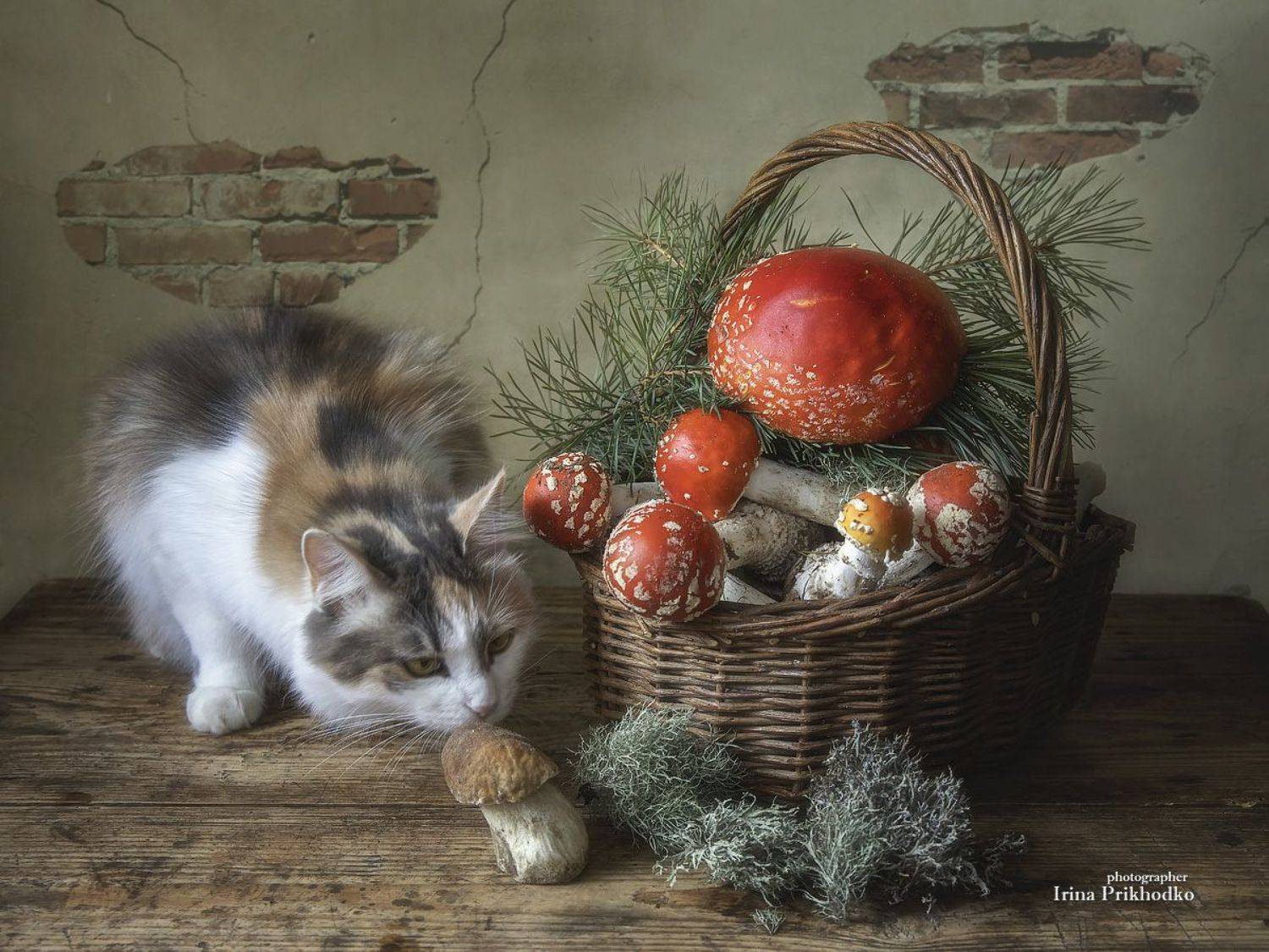 осень, грибы, мухоморы, кошка, натюрморт, Приходько Ирина