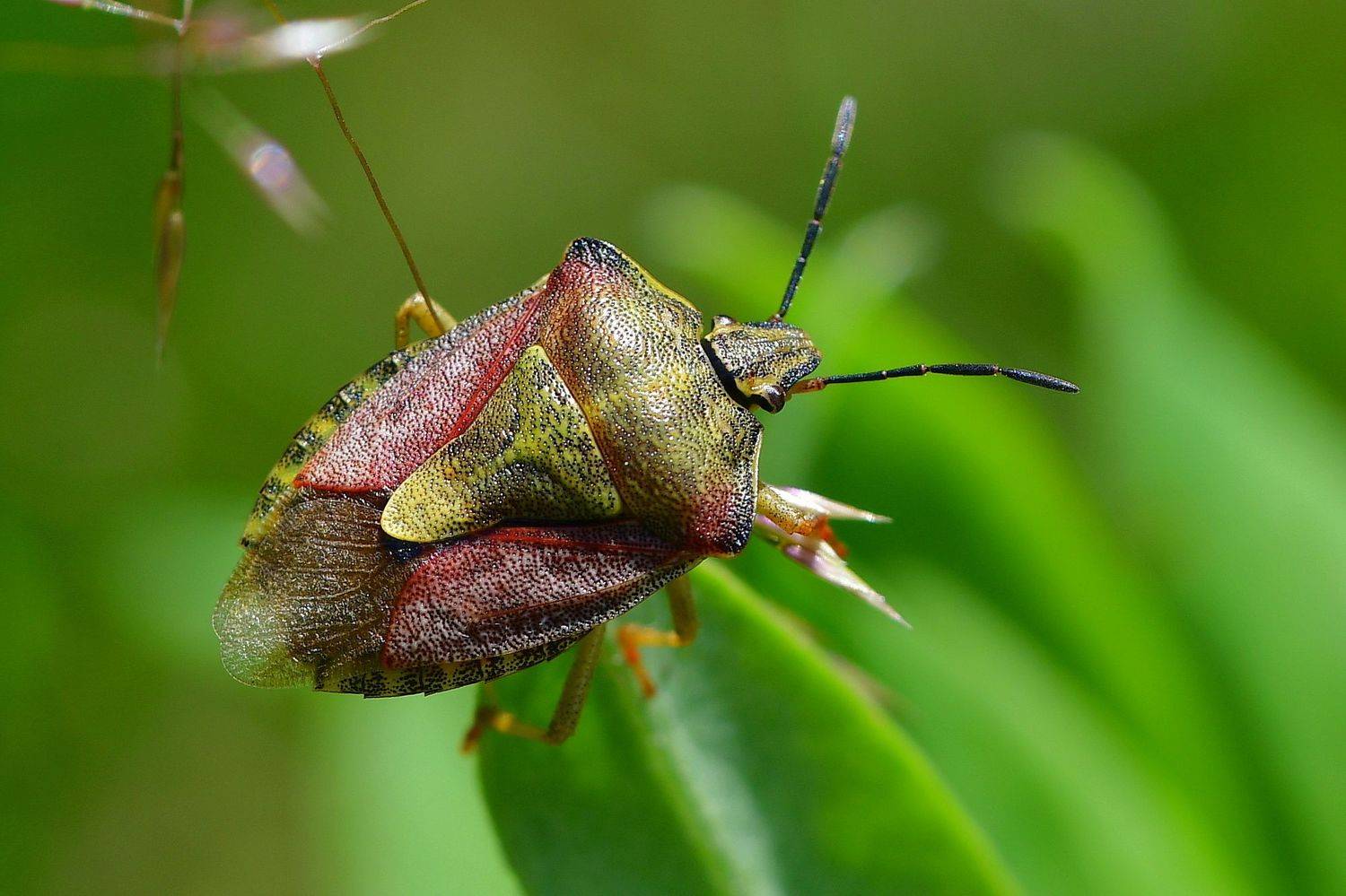 , Корнейчук Игорь