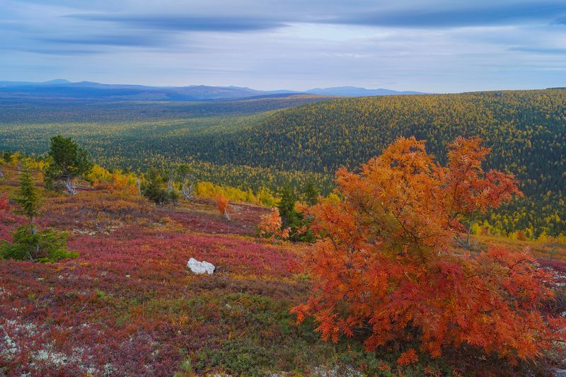Осеннее цветение горной тундры фото превью