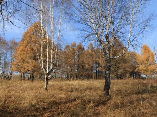 Осыпались листья с берёз