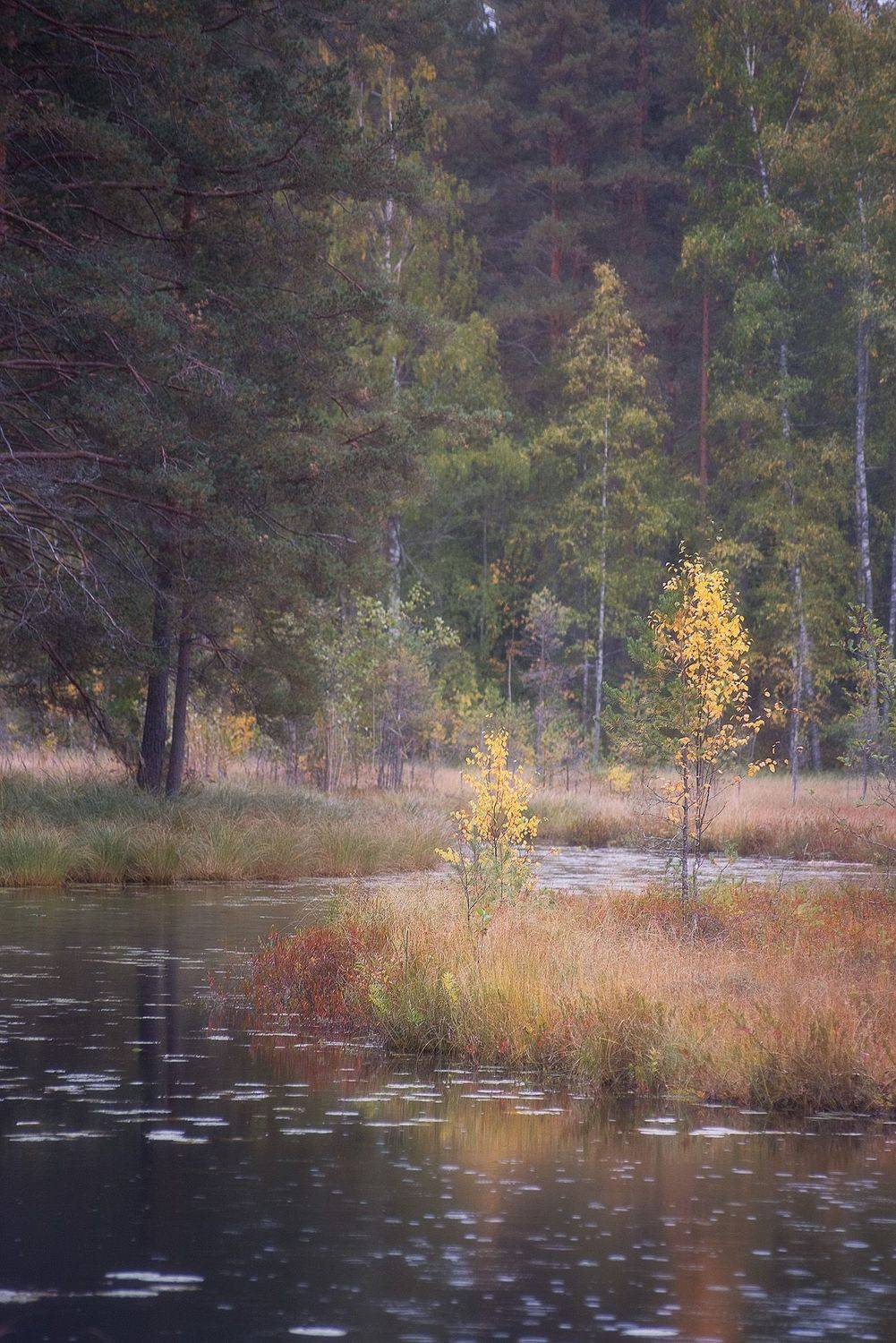 , Чавыкина Анастасия