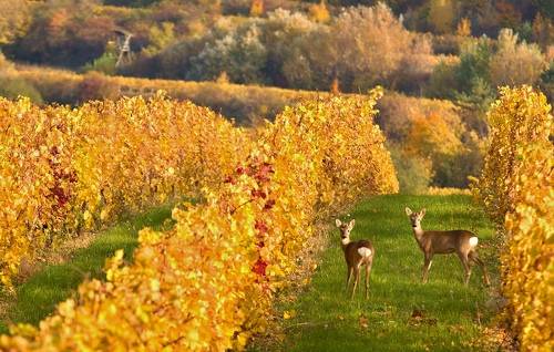 Models from the vineyard