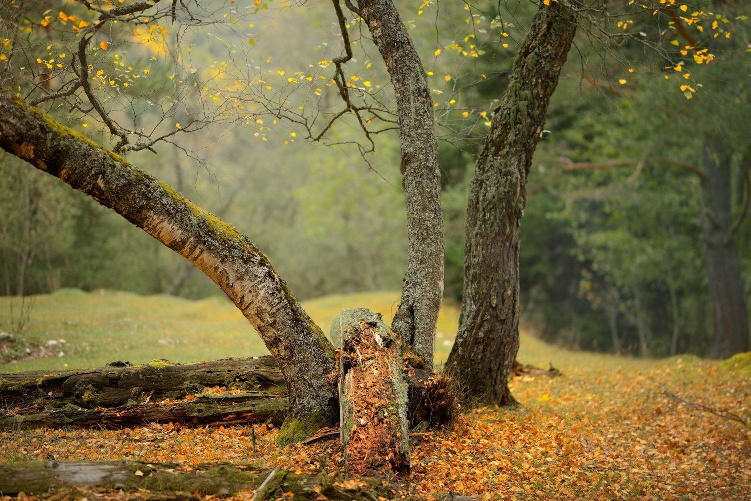 осень листва утро лес, Александр Жарников
