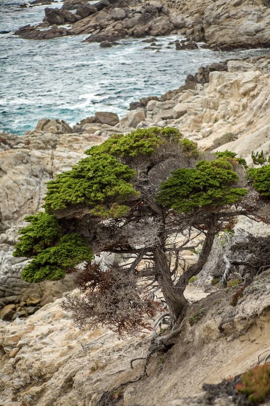 Lone Cypress фото превью