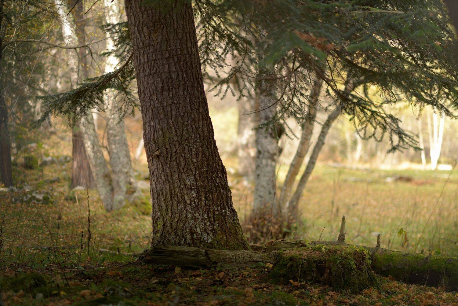 осень листва утро лес, Александр Жарников