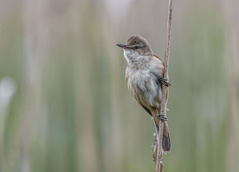 Trzciniak (Acrocephalus arundinaceus) фото превью