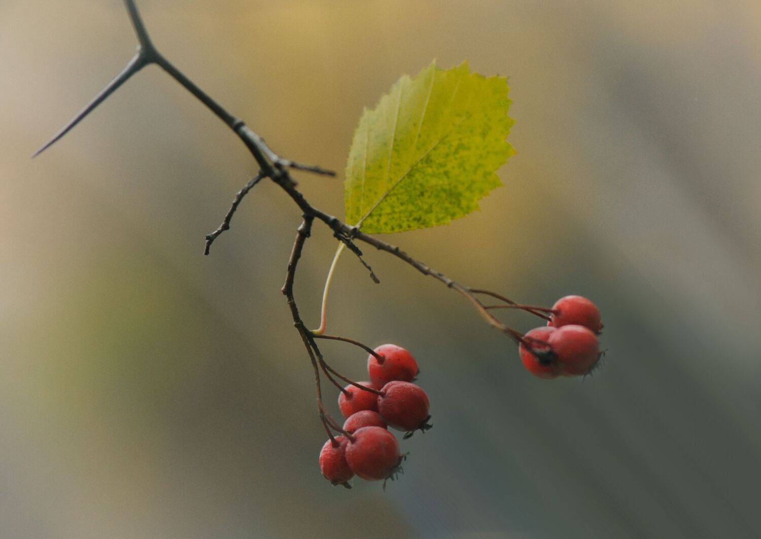 ветка ягоды колючки листик, Вера Петри