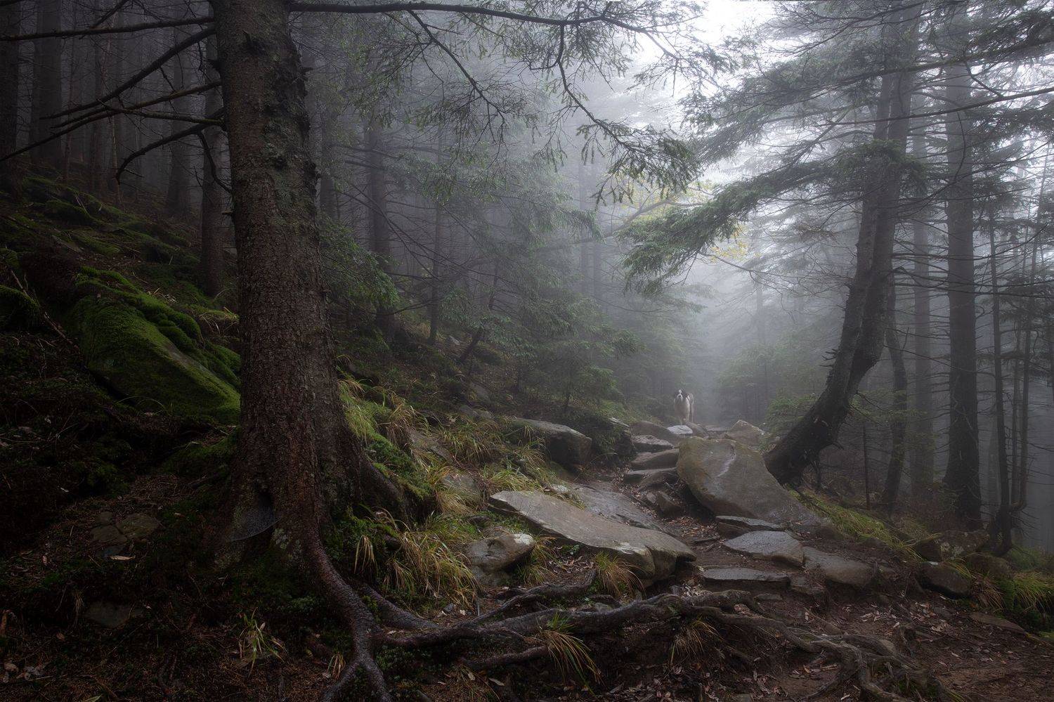 Карпаты Дземброня, Андрей Жила