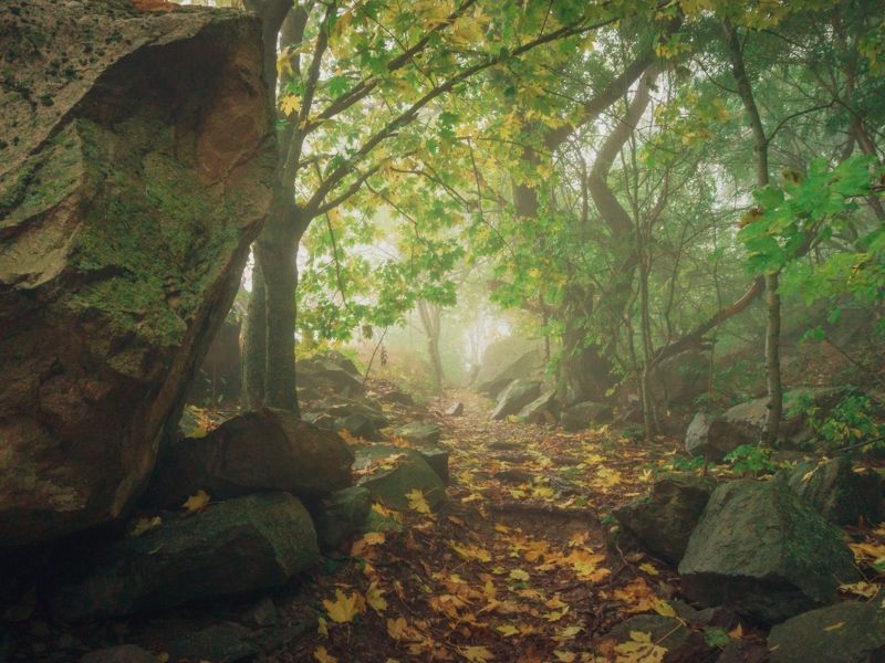 туман, кмв, змейка ***** фото превью