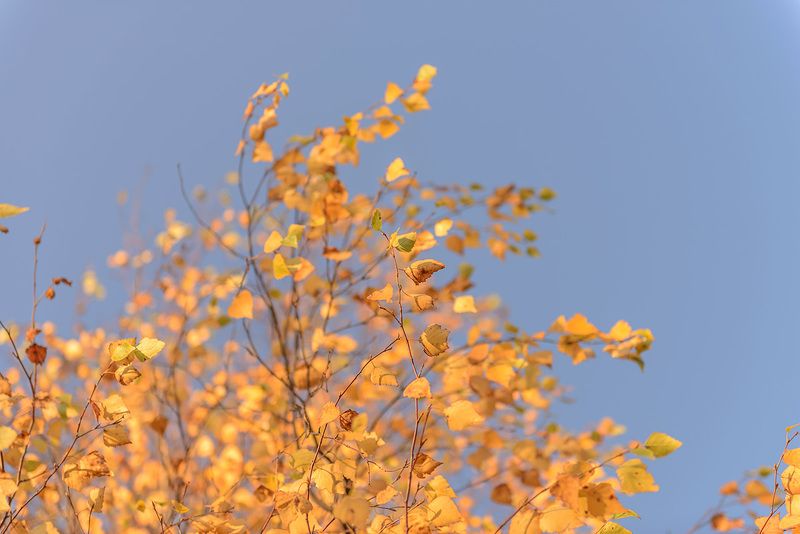октябрь теплого цвета перед зимой фото превью