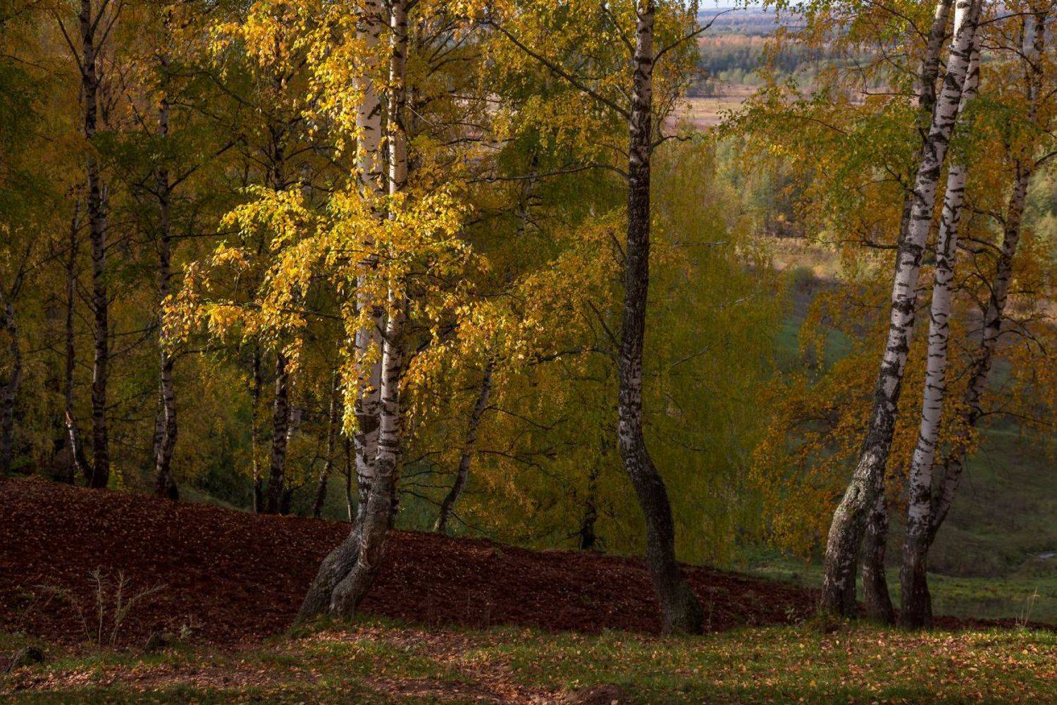 осень береза свет быковка октябрь, Дмитрий Алексеев