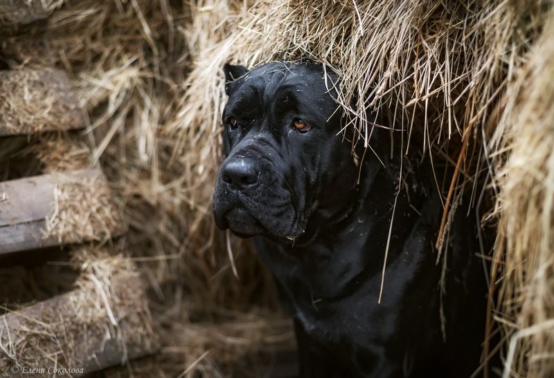 собака, животные, потрет Старый пёс фото превью