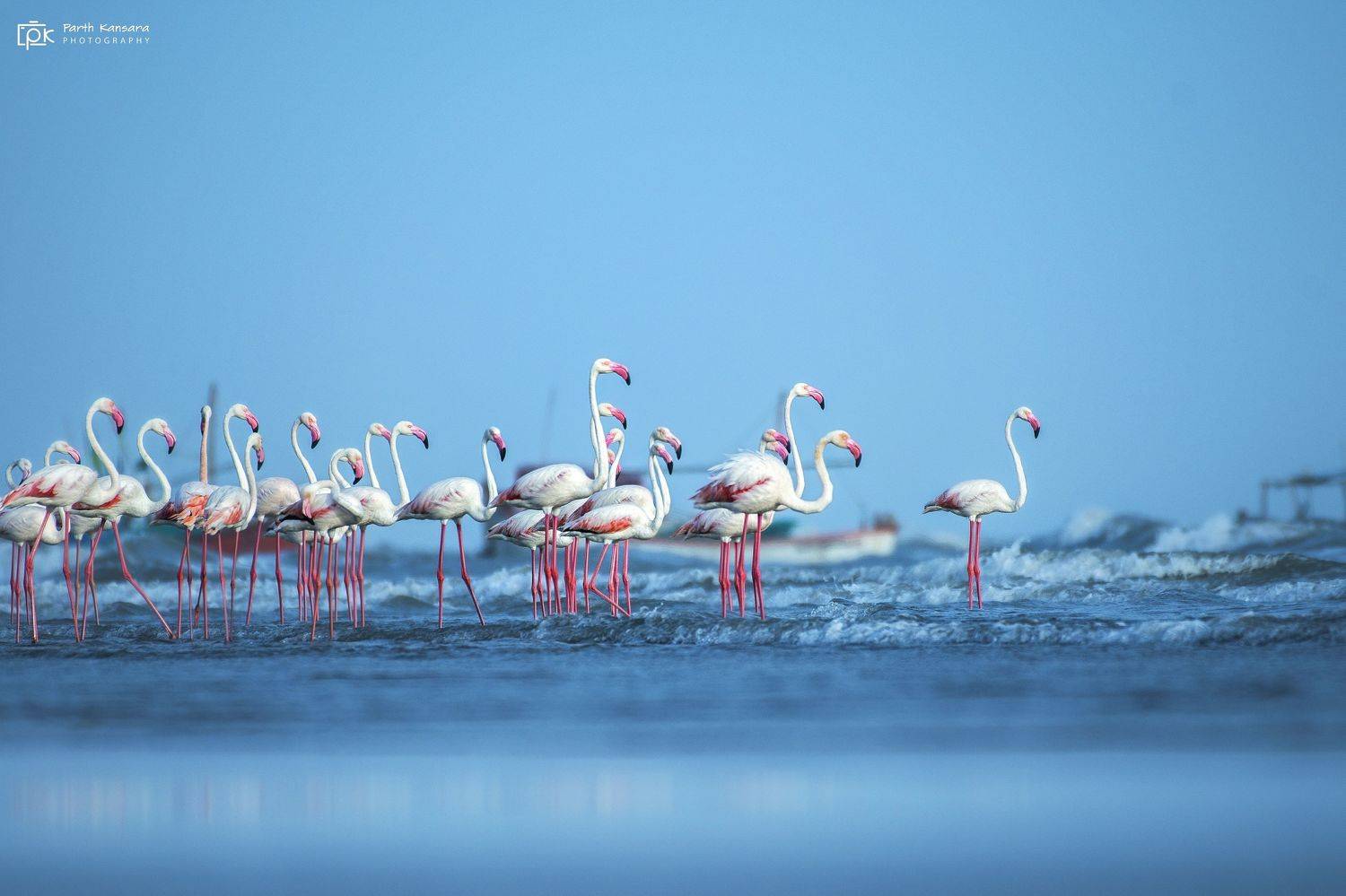greater flamingo, phoenicopterus roseus, grk, greater rann of kutch, nature, 35awards, 35photo, wildlife, birds, birds of india, parth kansara, parth kansara wildlife, indian wildlife, photo, photography, kutch, birds of kutch, nakhatrana, kutch wildlife,, parth kansara
