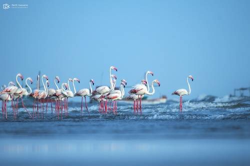 Greater Flamingo (Phoenicopterus roseus)