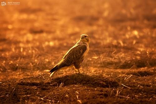 Long-legged Buzzard (Buteo rufinus)