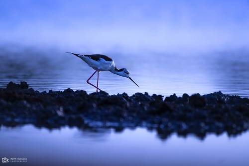Black-winged Stilt (Himantopus himantopus)