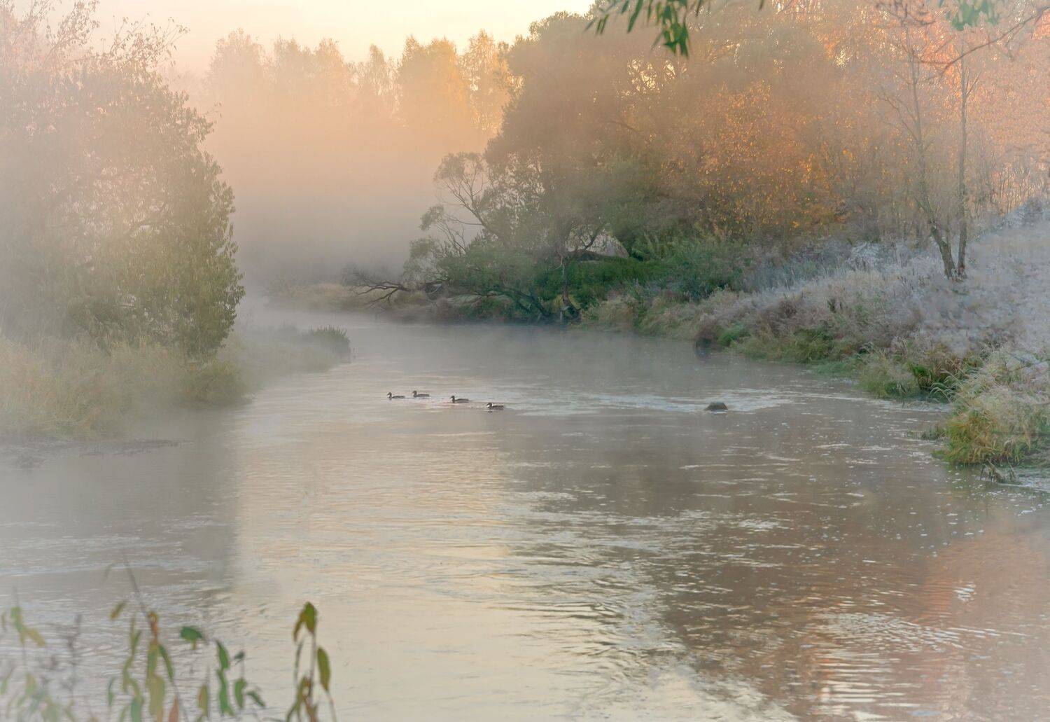 истра. осенние заморозки. трава заиндевела. восход., Бирюков Вячеслав