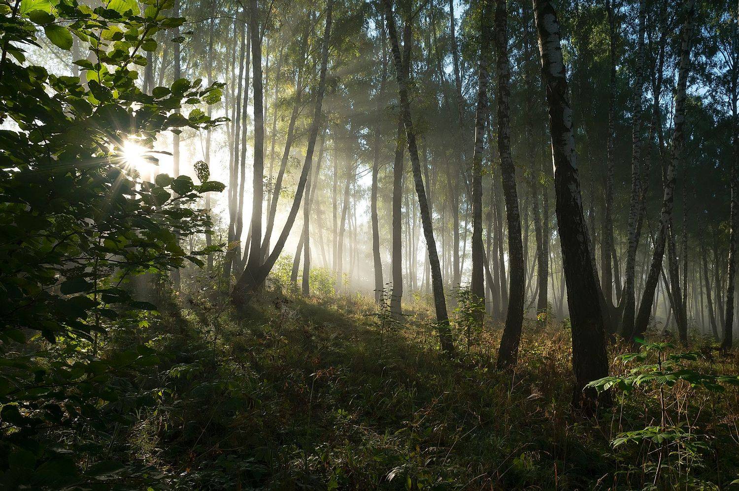 , Стрельцов Виталий